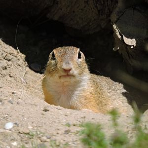 European ground squirrel [2017]