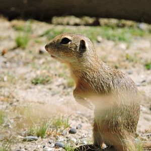European ground squirrel [2017]