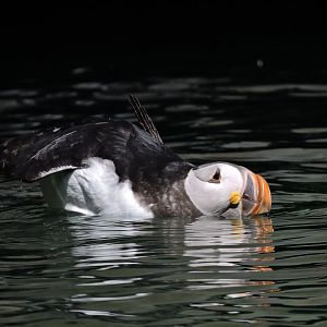 Atlantic puffin [2017]