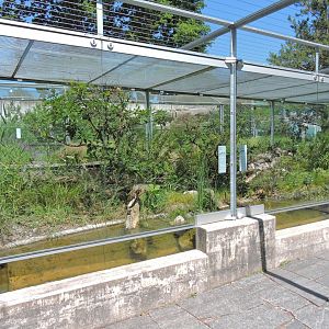 Aesculapian snake and grass snake outdoor terrarium [2017]