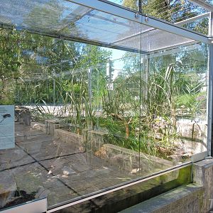 Eurasian harvest mouse outdoor terrarium [2017]