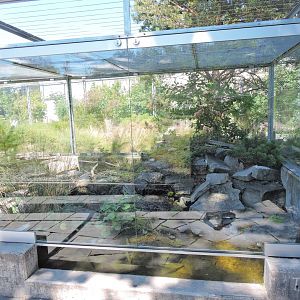 Asp viper outdoor terrarium [2017]