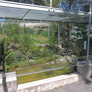 Asp viper outdoor terrarium [2017]