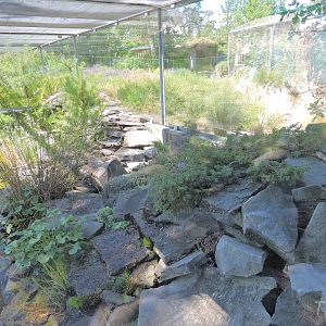 Asp viper outdoor terrarium [2017]