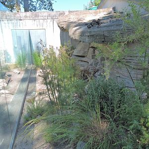 Ottoman viper outdoor terrarium [2017]