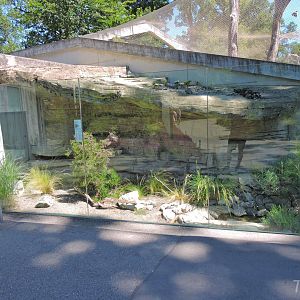 Ottoman viper outdoor terrarium [2017]