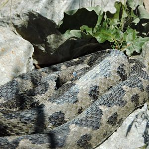 Ottoman viper [2017]