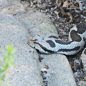 Ottoman viper [2017]