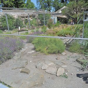 Marginated tortoise outdoor exhibit [2017]