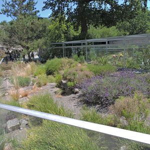 Marginated tortoise outdoor exhibit [2017]