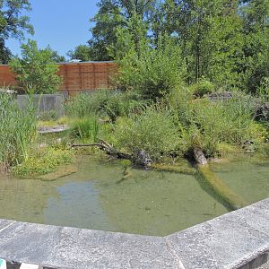 European pond turtle exhibit [2017]