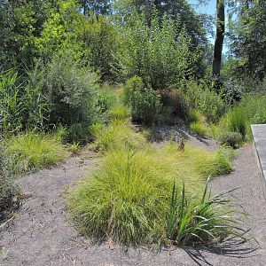 European pond turtle exhibit [2017]