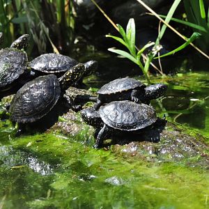 European pond turtle [2017]