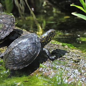 European pond turtle [2017]