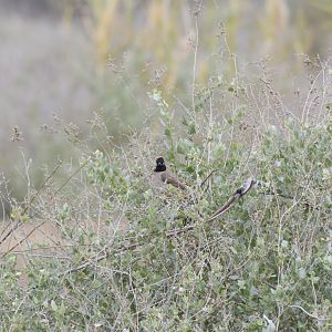 White-spectacled bulbul [2020]