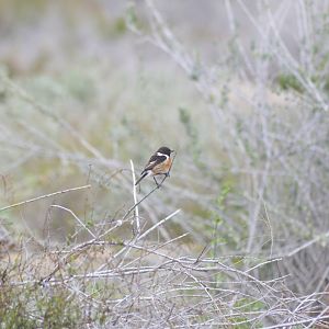 Stonechat [2020]