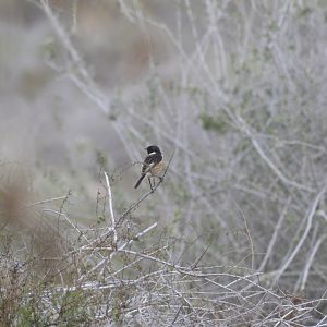 Stonechat [2020]