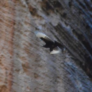 Unidentified bird - Petra [2020]