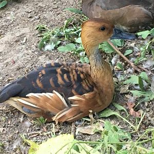 Fulvous Whistling Duck (Dendrocygna bicolor)