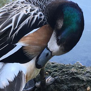 Chiloé Wigeon (Mareca sibilatrix)