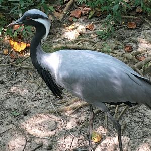 Demoiselle Crane (Grus virgo)