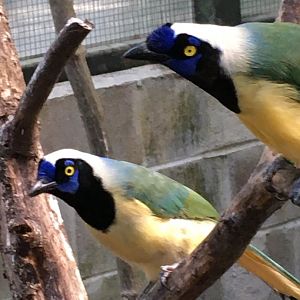 Green Jays (Cyanocorax luxuosus)