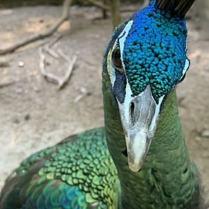 Green Peafowl (Pavo muticus)