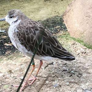 Ruff (Calidris pugnax)