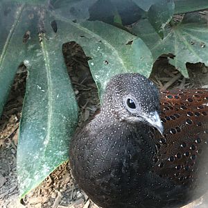 Mountain Peacock-Pheasant (Polyplectron inopinatum)