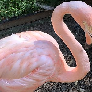 American Flamingo (Phoenicopterus ruber)