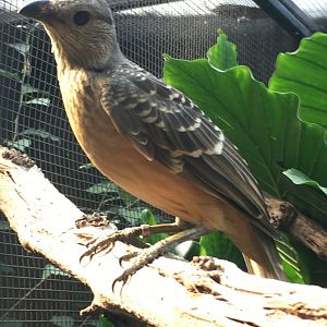 Fawn-Breasted Bowerbird (Chlamydera cerviniventris)