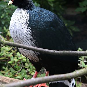 Horned guan (Oreophasis derbianus) - Fasanerie