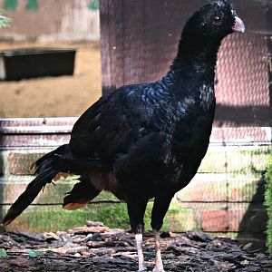 Crestless curassow (Mitu tomentosum) - "Blick hinter die Kulissen"