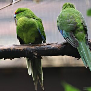 Yellow-fronted parakeet (Cyanoramphus auriceps) - "Blick hinter die Kulissen"