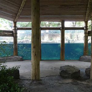 Hippo Harbor, Africa, River's Edge - Sep. 2021