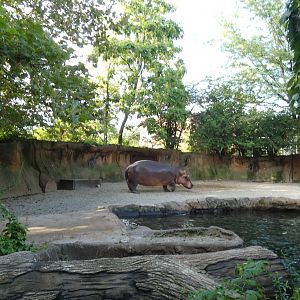 Hippo Harbor, Africa, River's Edge - Sep. 2021