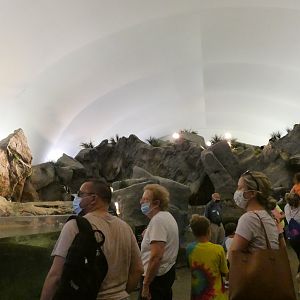 Penguin & Puffin Coast  - Sep. 2021