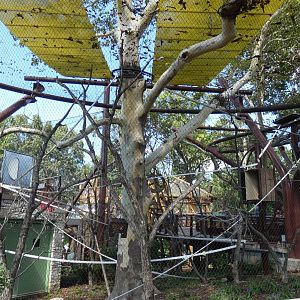 Sycamore Sanctuary (Rotational), Primate Canopy Trails  - Sep. 2021