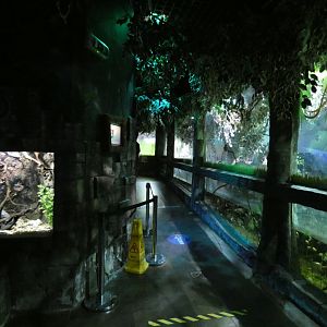 Crocodile exhibit area