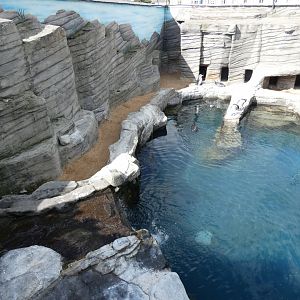 Humboldt's penguin enclosure