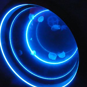 Moon jellyfish exhibit