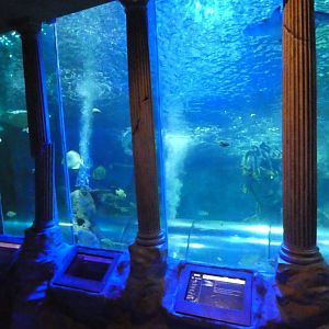 Main tank viewing area