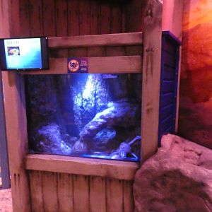 Common octopus enclosure