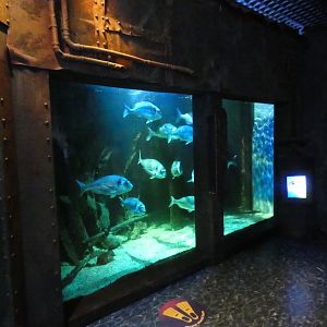 Gilt-head bream exhibit