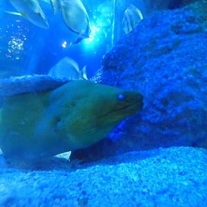 Green moray eel