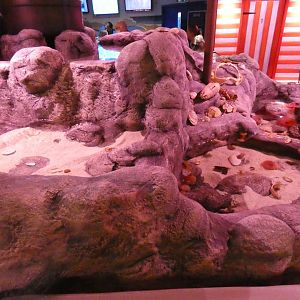 Rock pool exhibit