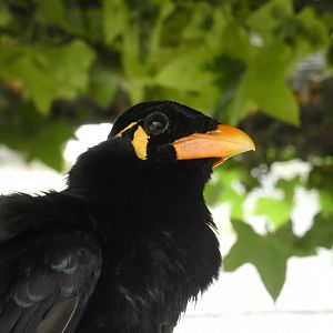 Hill mynah