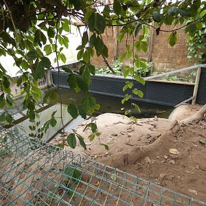 American alligator enclosure at Forest House