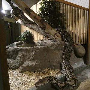 Large Reticulated python