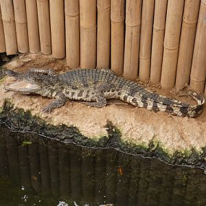 Siamese crocodile